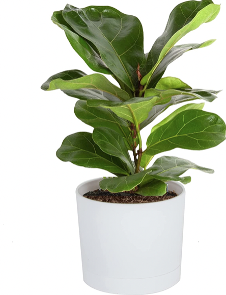 Fiddle fig plant in white pot- teacher gifts