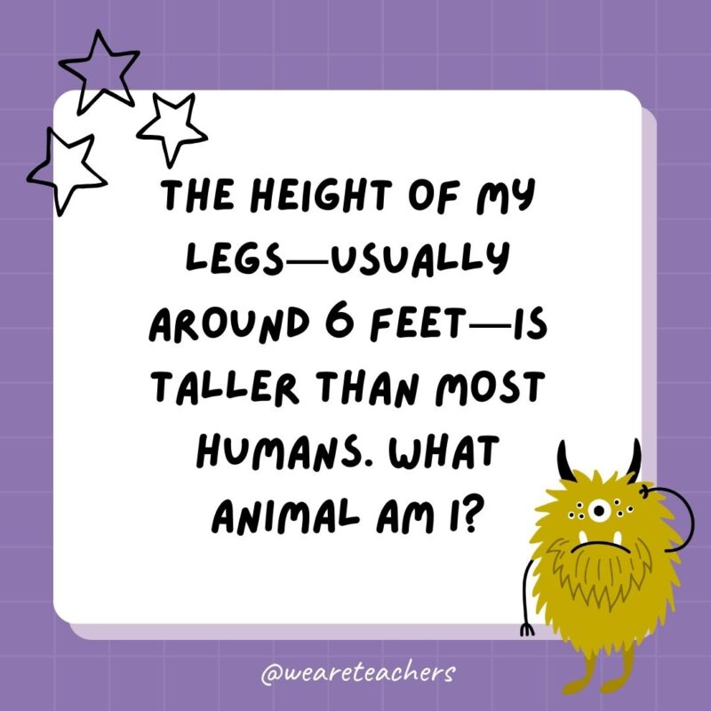 . The height of my legs—usually around 6 feet—is taller than most humans. What animal am I?- best funny riddles