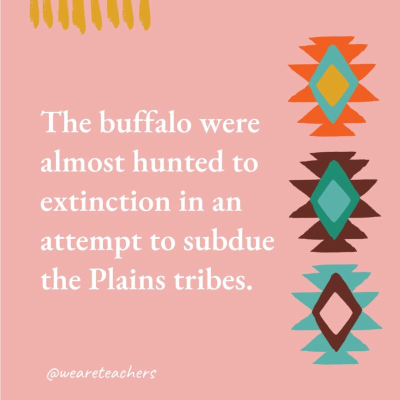 The buffalo were almost hunted to extinction in an attempt to subdue the Plains tribes.