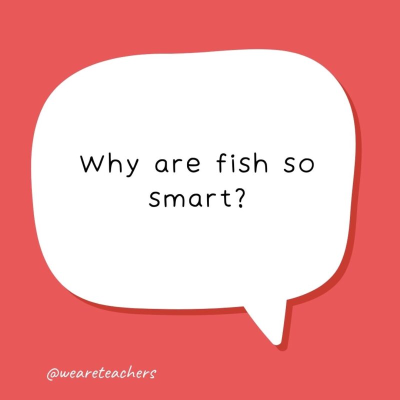 Why are fish so smart? Because they live in schools.- school jokes for kids