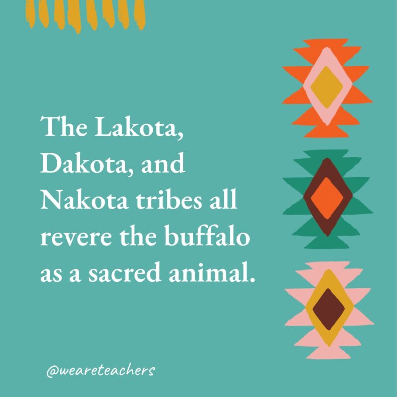 The Lakota, Dakota, and Nakota tribes all revere the buffalo as a sacred animal.- native american facts