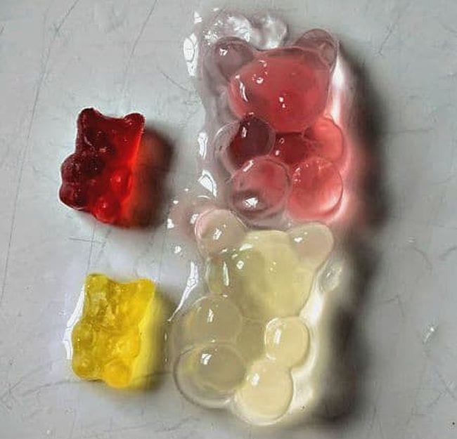 Two regular-sized gummy bears next to two large bears that have been soaked in water - science projects for 2nd graders