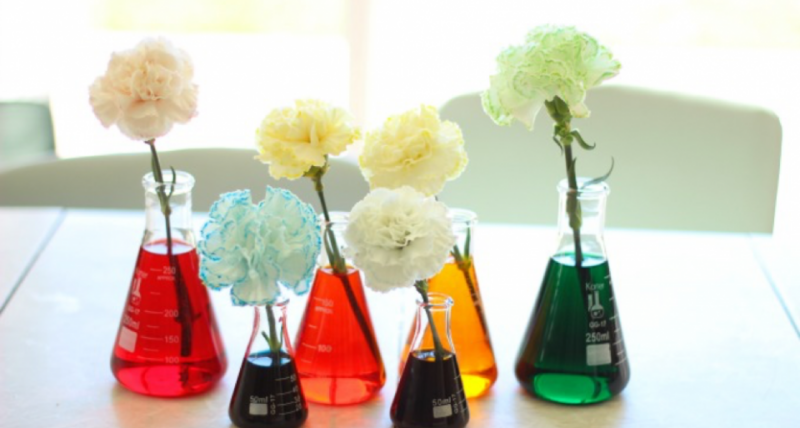 Clear vases filled with colored water, each with a white carnation inside