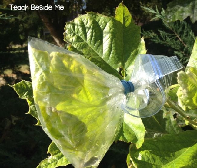 Plastic zipper bag tied around leaves on a tree (easy science experiments)