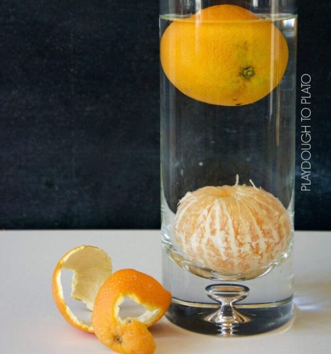 Tall glass vase of water with unpeeled orange floating and peeled orange sunk at the bottom as an example of kindergarten science experiments