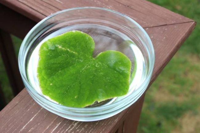 Leaf floating in a bowl of water