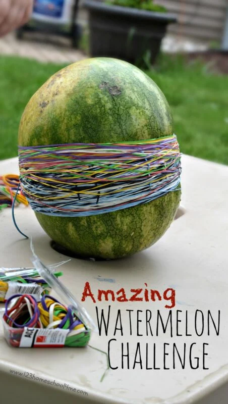 Watermelon with 50 rubber bands wrapped around it to demonstrate science projects for 2nd graders