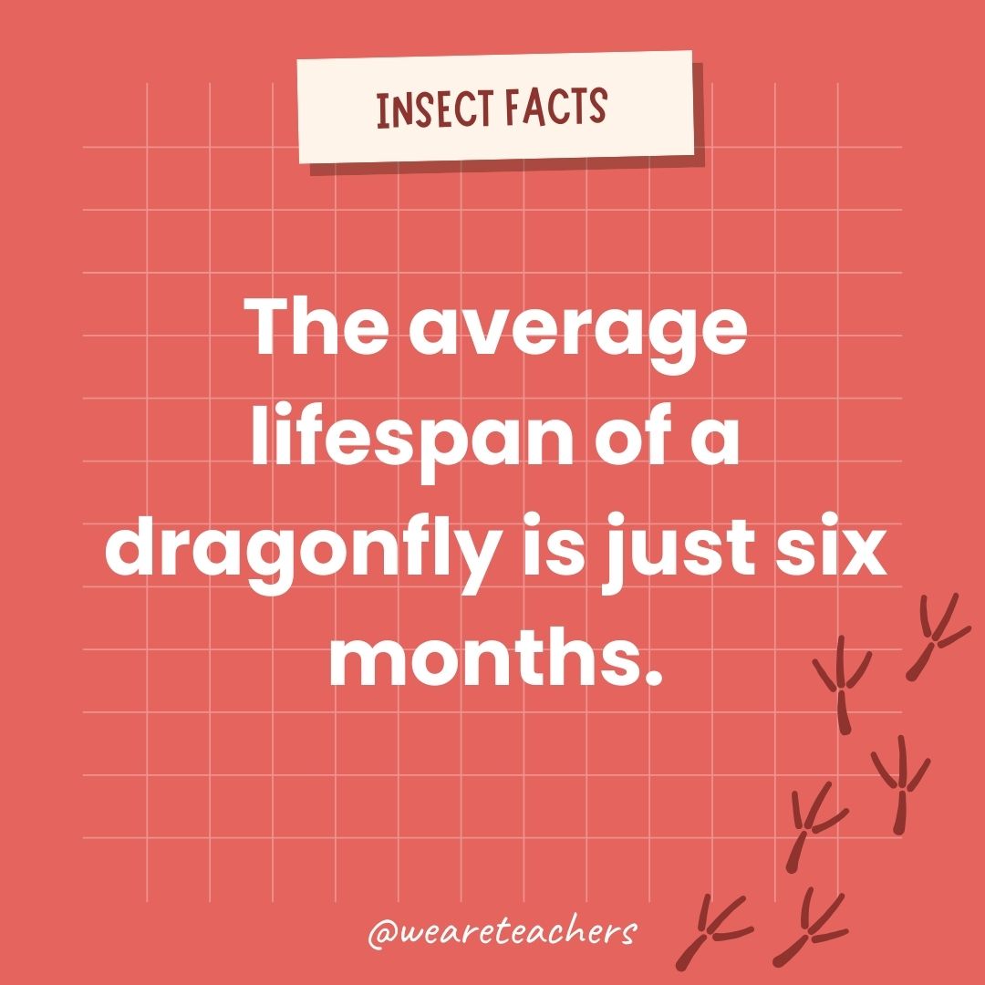 The average lifespan of a dragonfly is just six months.- animal facts