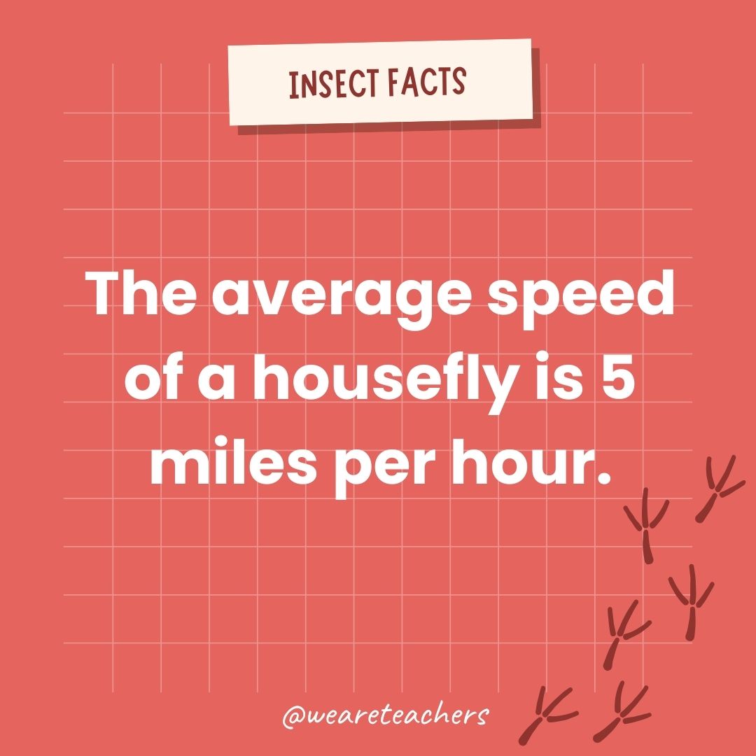 The average speed of a housefly is 5 miles per hour.