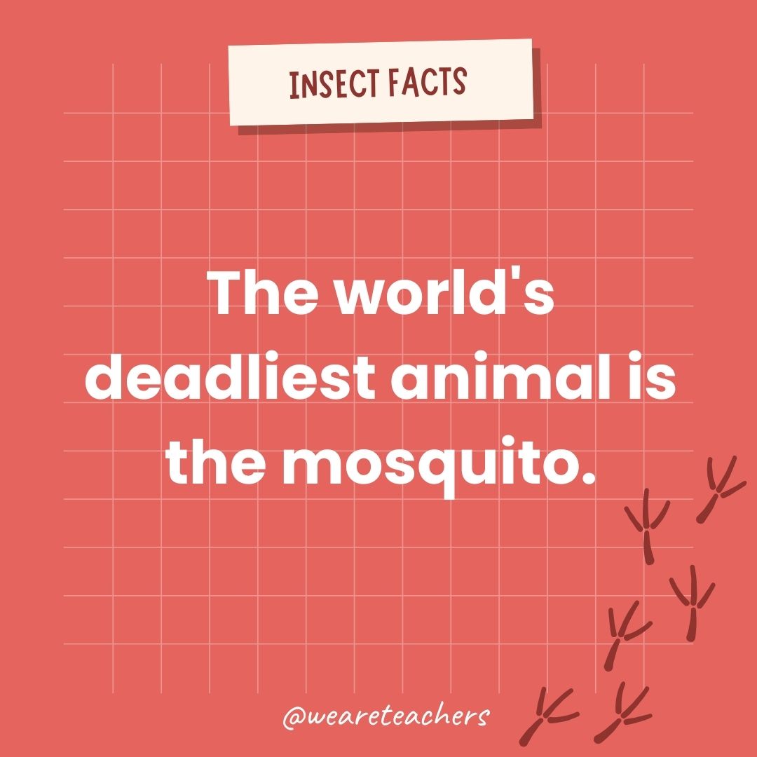 The world's deadliest animal is not a shark, bear, or tiger—it's the mosquito.