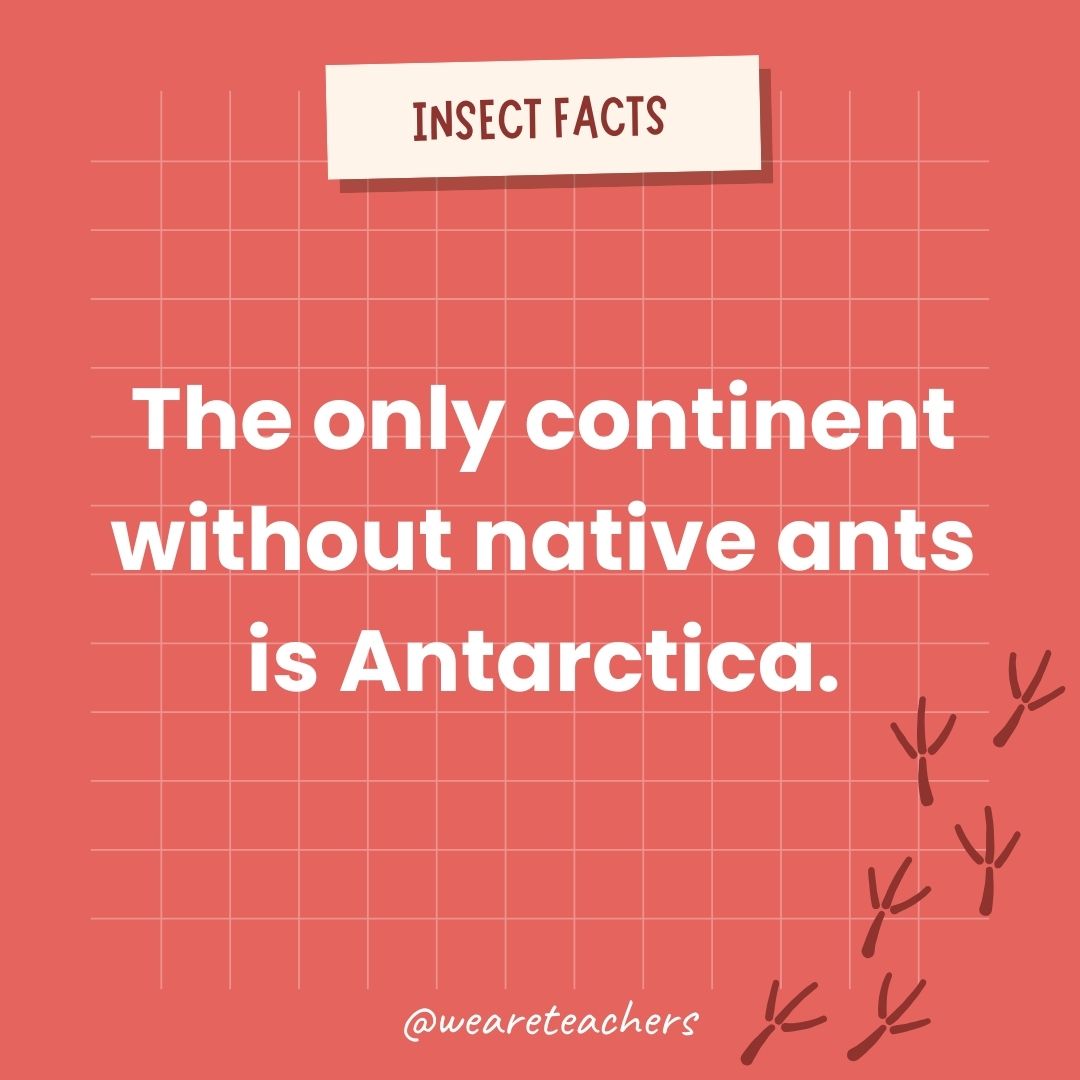 The only continent without native ants is Antarctica.- animal facts