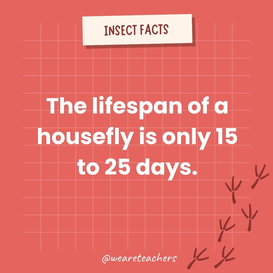 The lifespan of a housefly is only 15 to 25 days.