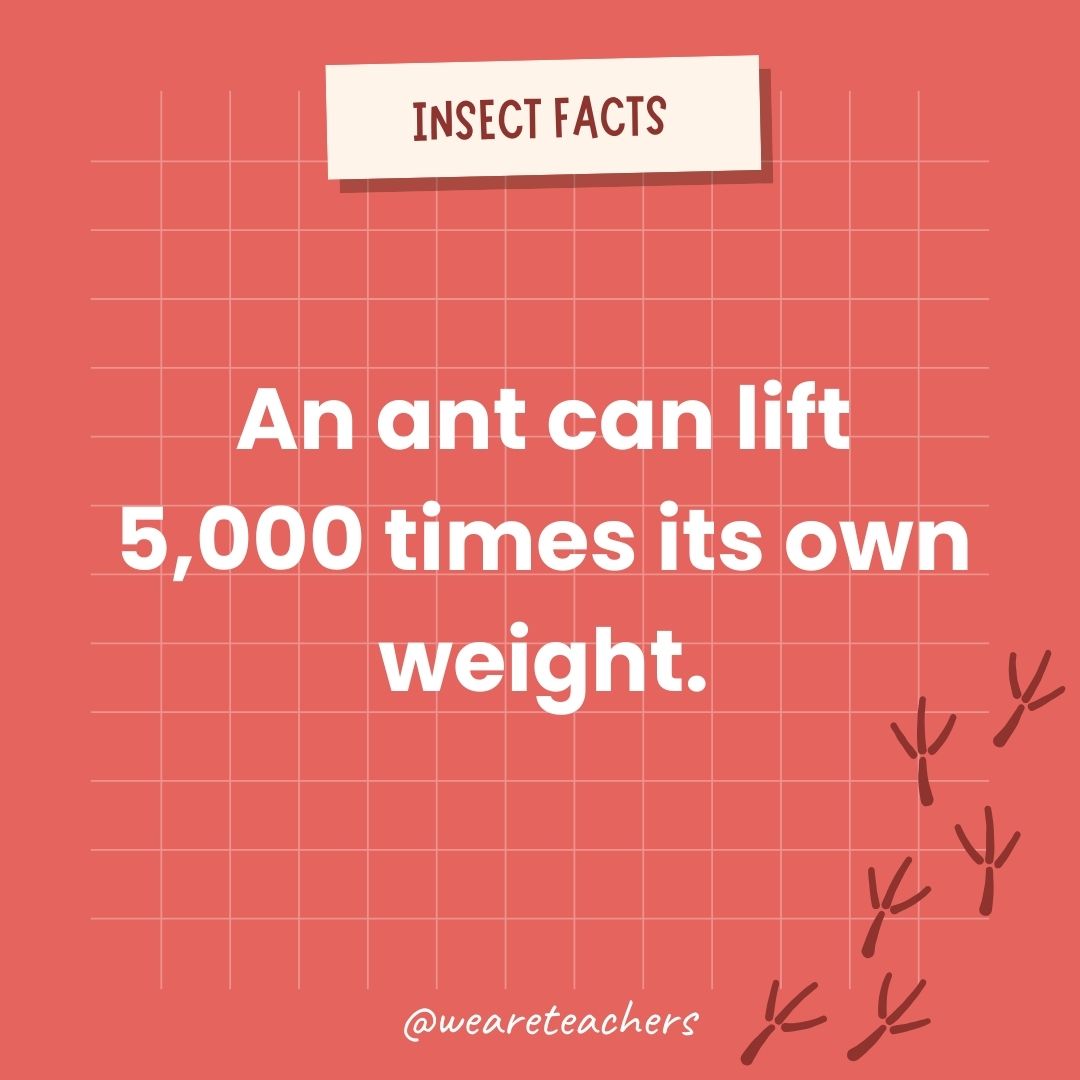 An ant can lift 5,000 times its own weight.