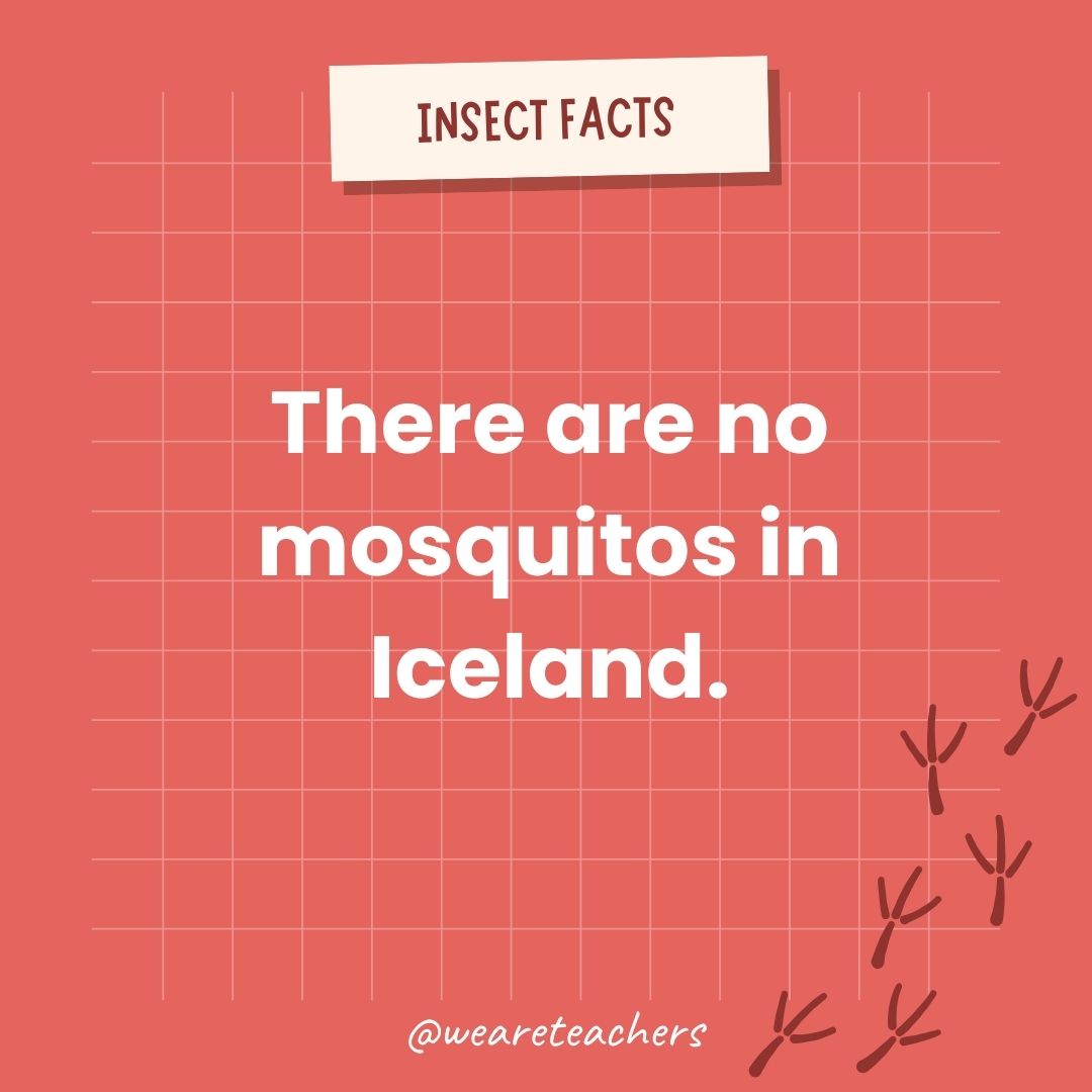 There are no mosquitoes in Iceland.