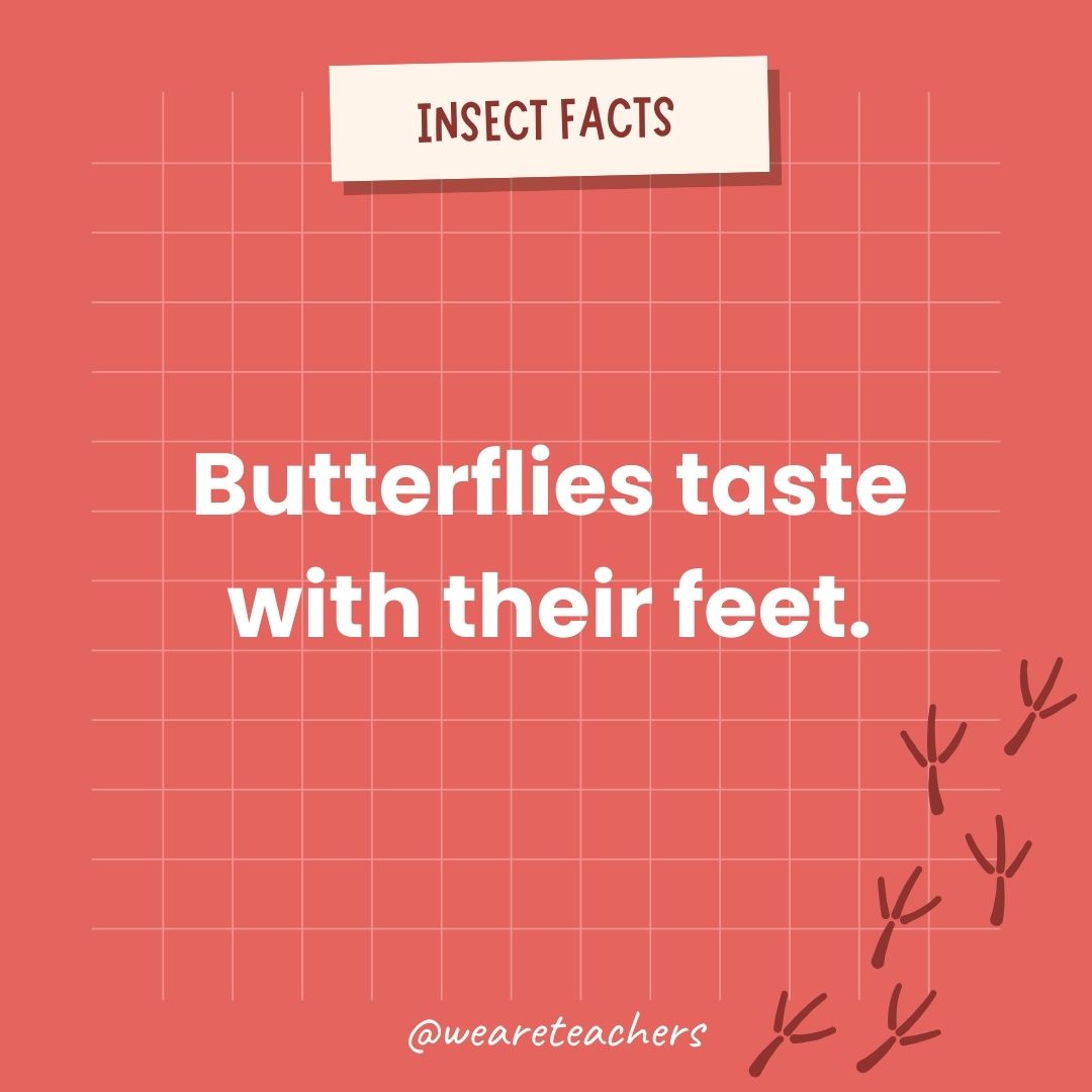 Butterflies taste with their feet.  