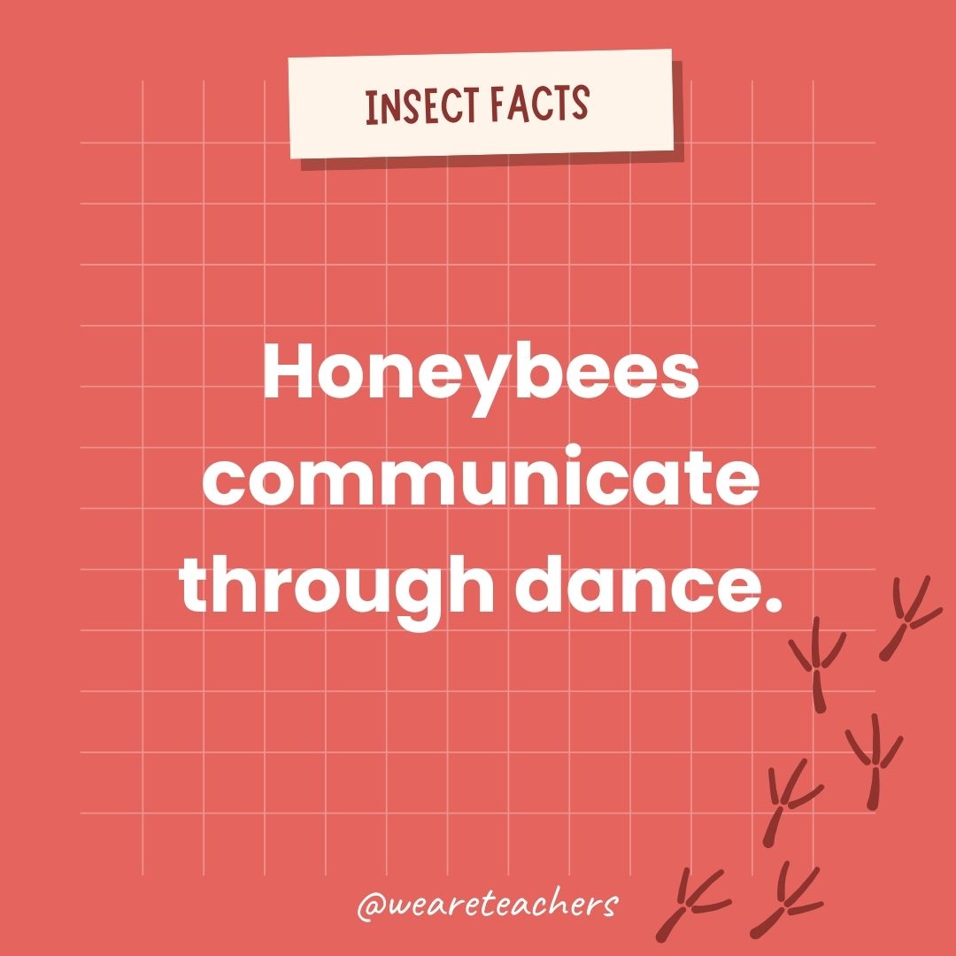 Honeybees communicate through dance.