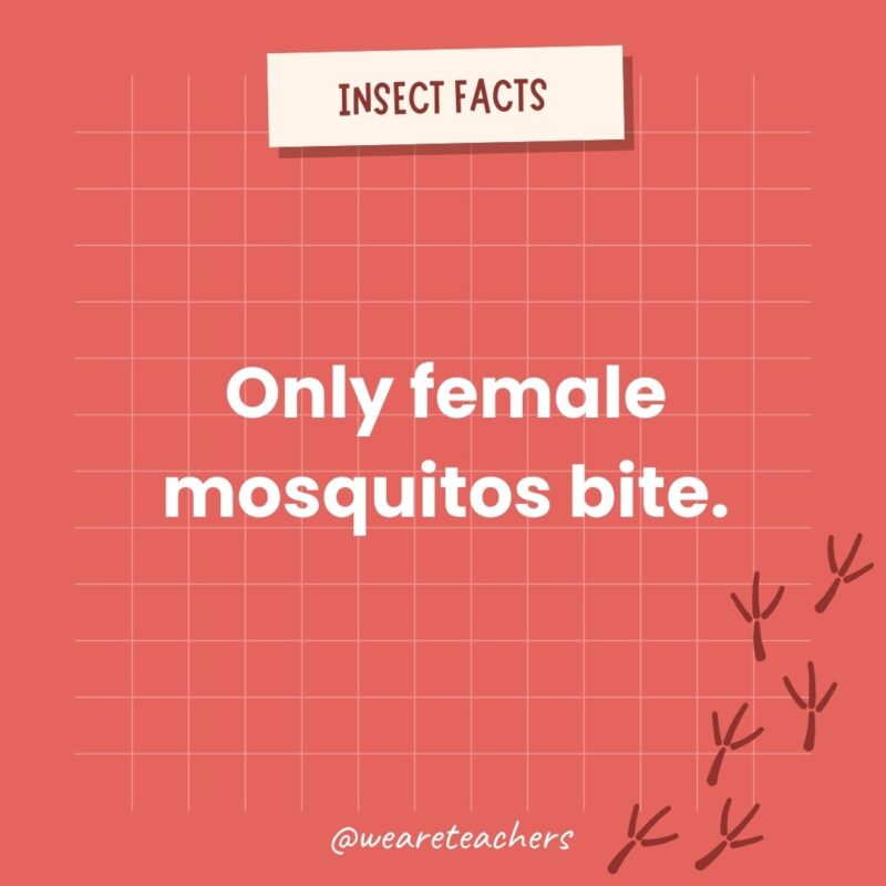 Only female mosquitos bite.