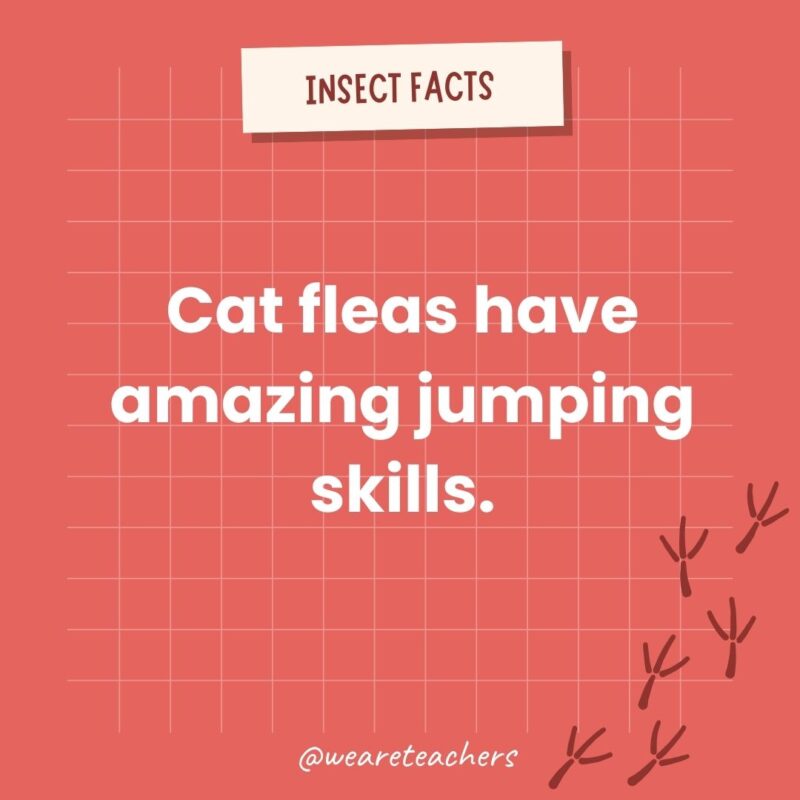 Cat fleas have amazing jumping skills.