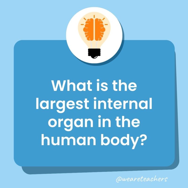 Trivia questions for kids: What is the largest internal organ in the human body?