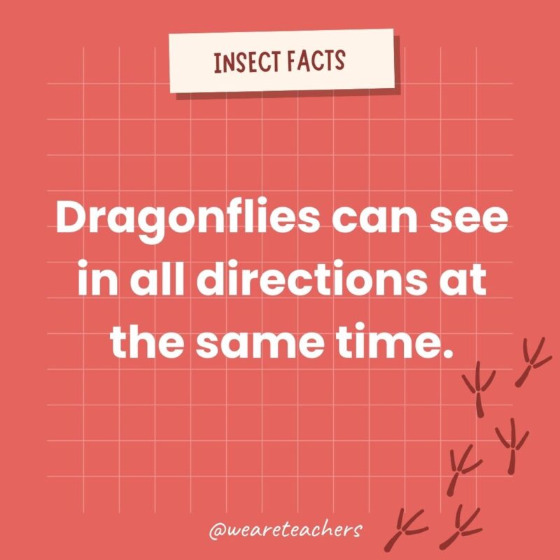 Dragonflies can see in all directions at the same time.- animal facts