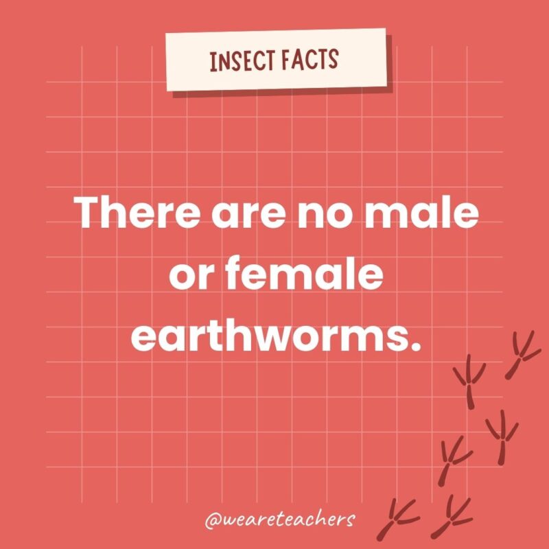 There are no male or female earthworms an example of animal facts.