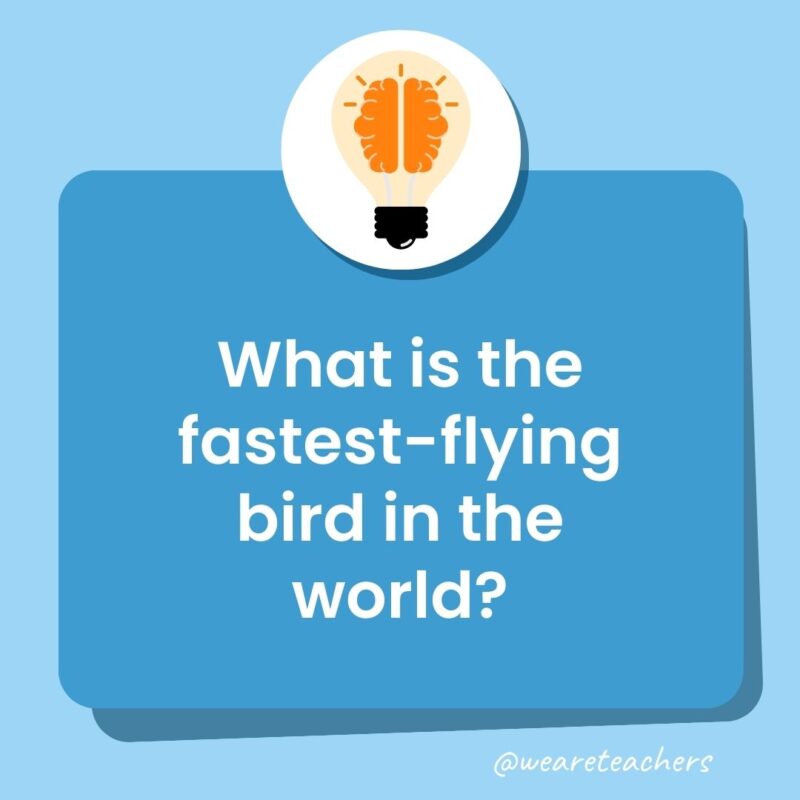 What is the fastest-flying bird in the world?