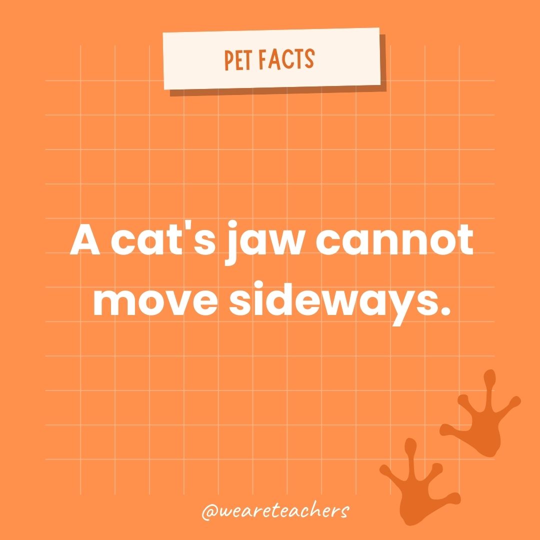 A cat's jaw cannot move sideways. - animal facts