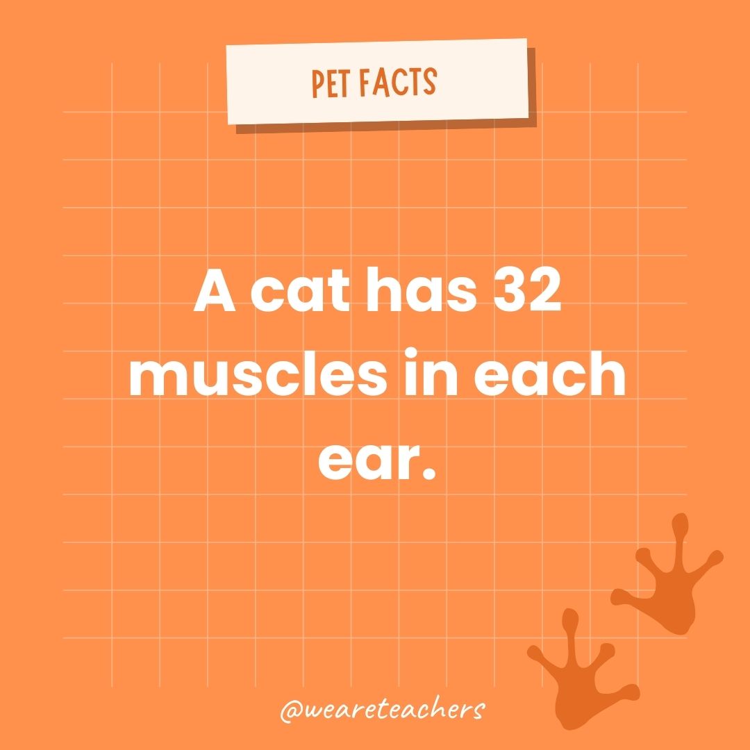 A cat has 32 muscles in each ear.- animal facts