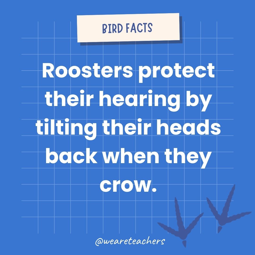 Roosters protect their hearing by tilting their heads back when they crow.