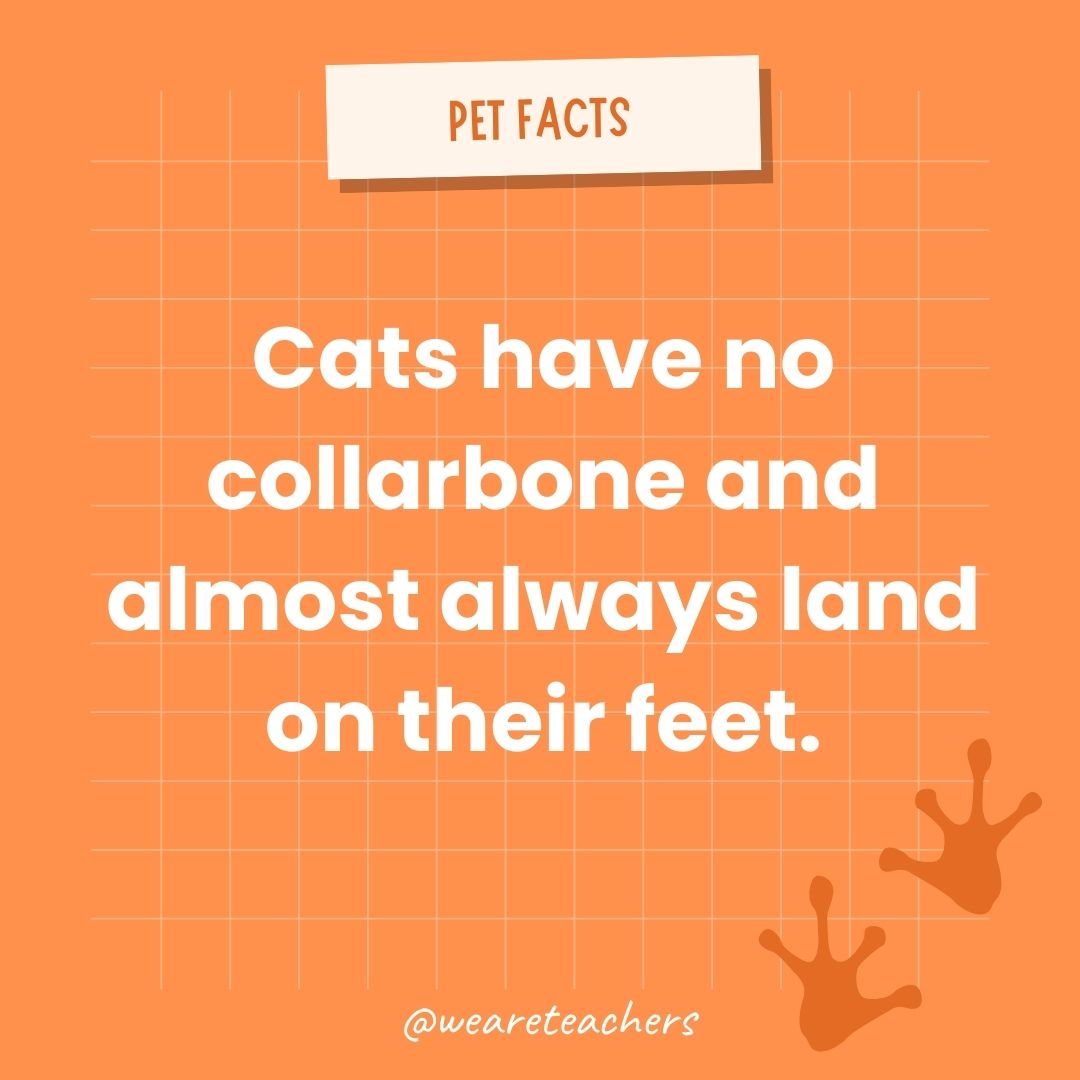 Cats have no collarbone and almost always land on their feet.  