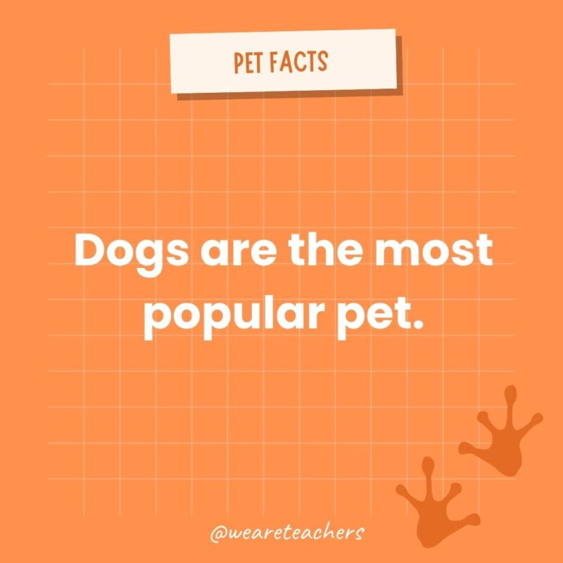 Dogs are the most popular pet.