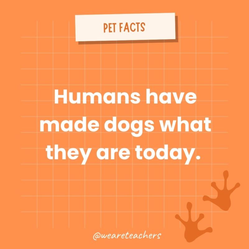 Humans have made dogs what they are today. 