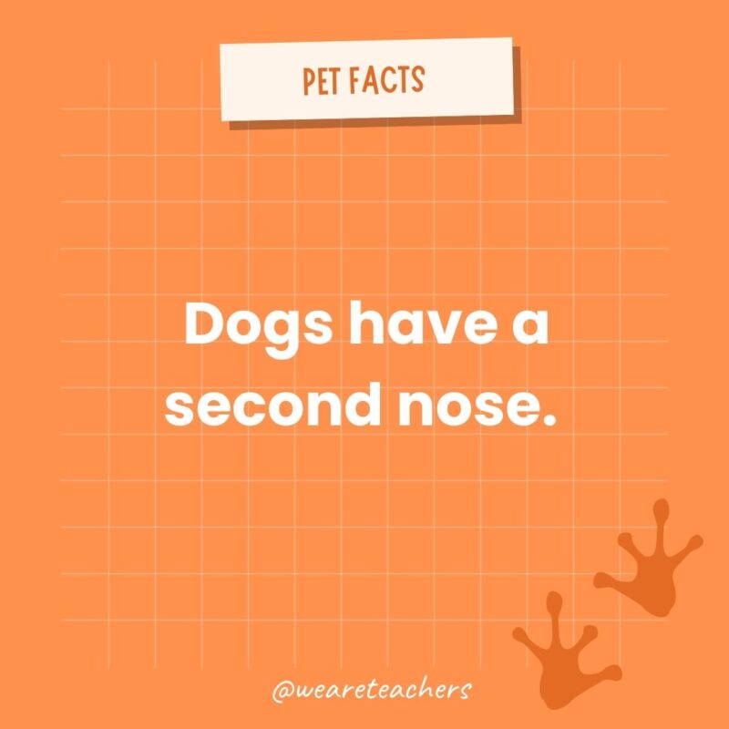 Dogs have a second nose. 