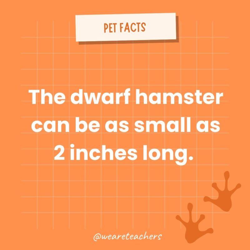 The dwarf hamster can be as small as 2 inches long. 