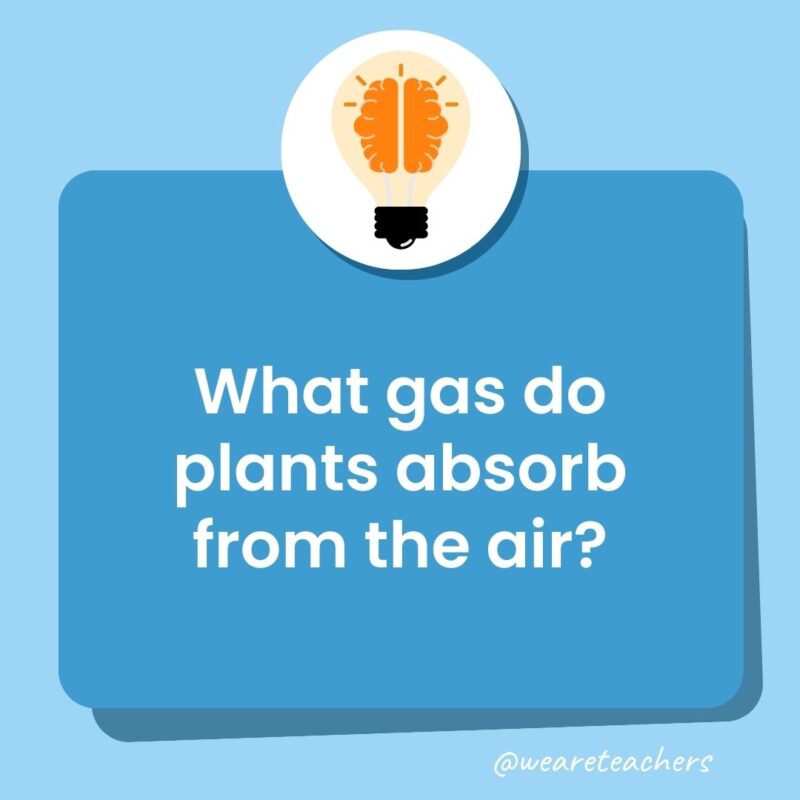 What gas do plants absorb from the air?