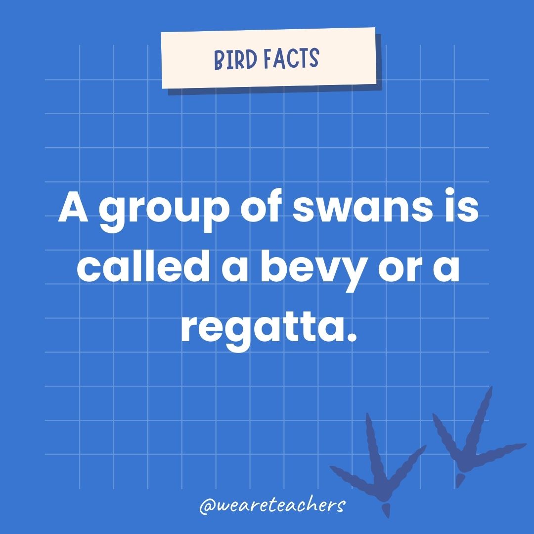 A group of swans is called a bevy or a regatta.