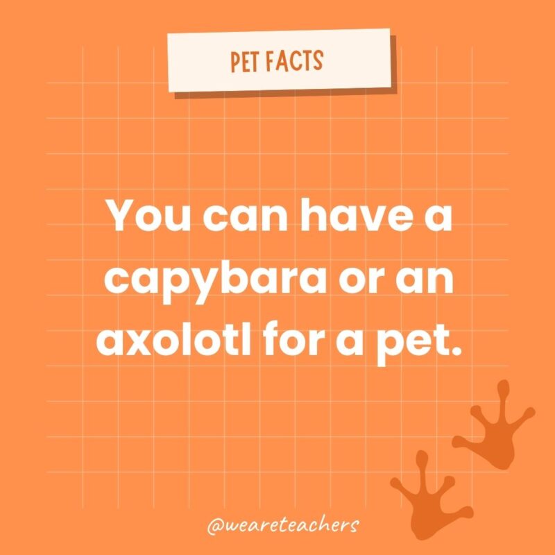 You can have a capybara or an axolotl for a pet.