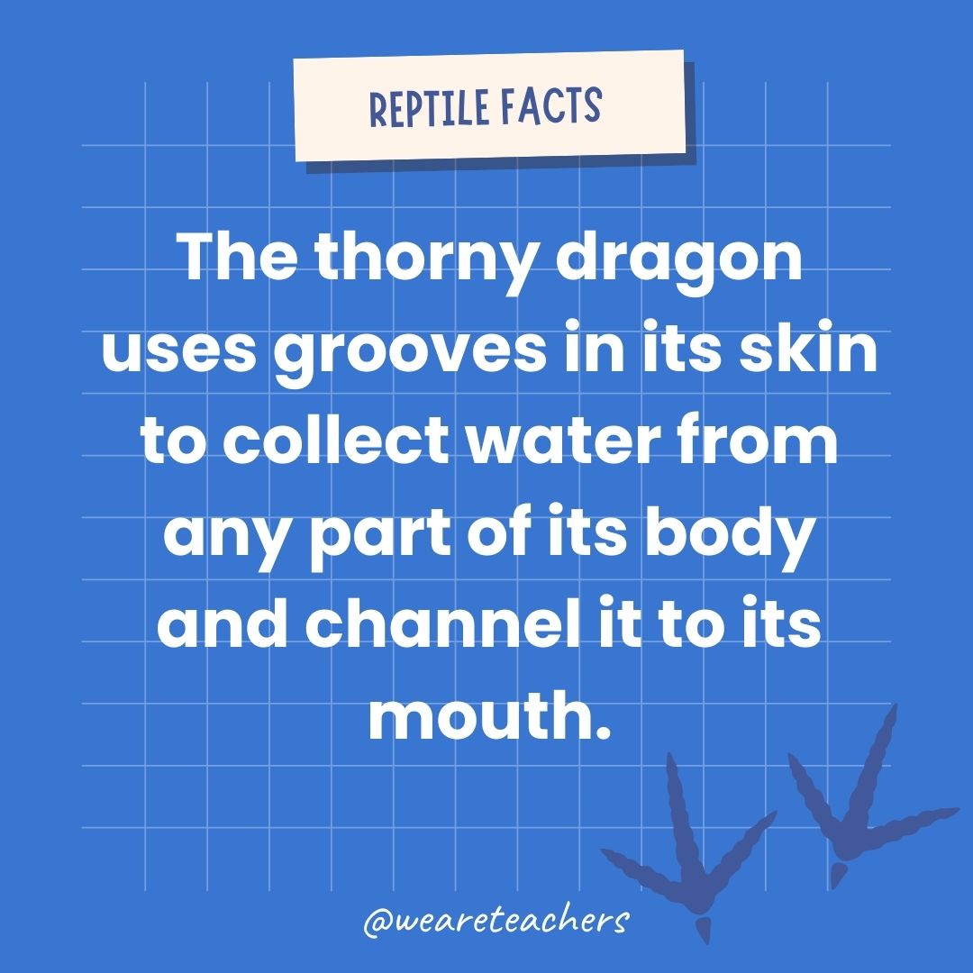 The thorny dragon uses grooves in its skin to collect water from any part of its body and channel it to its mouth.