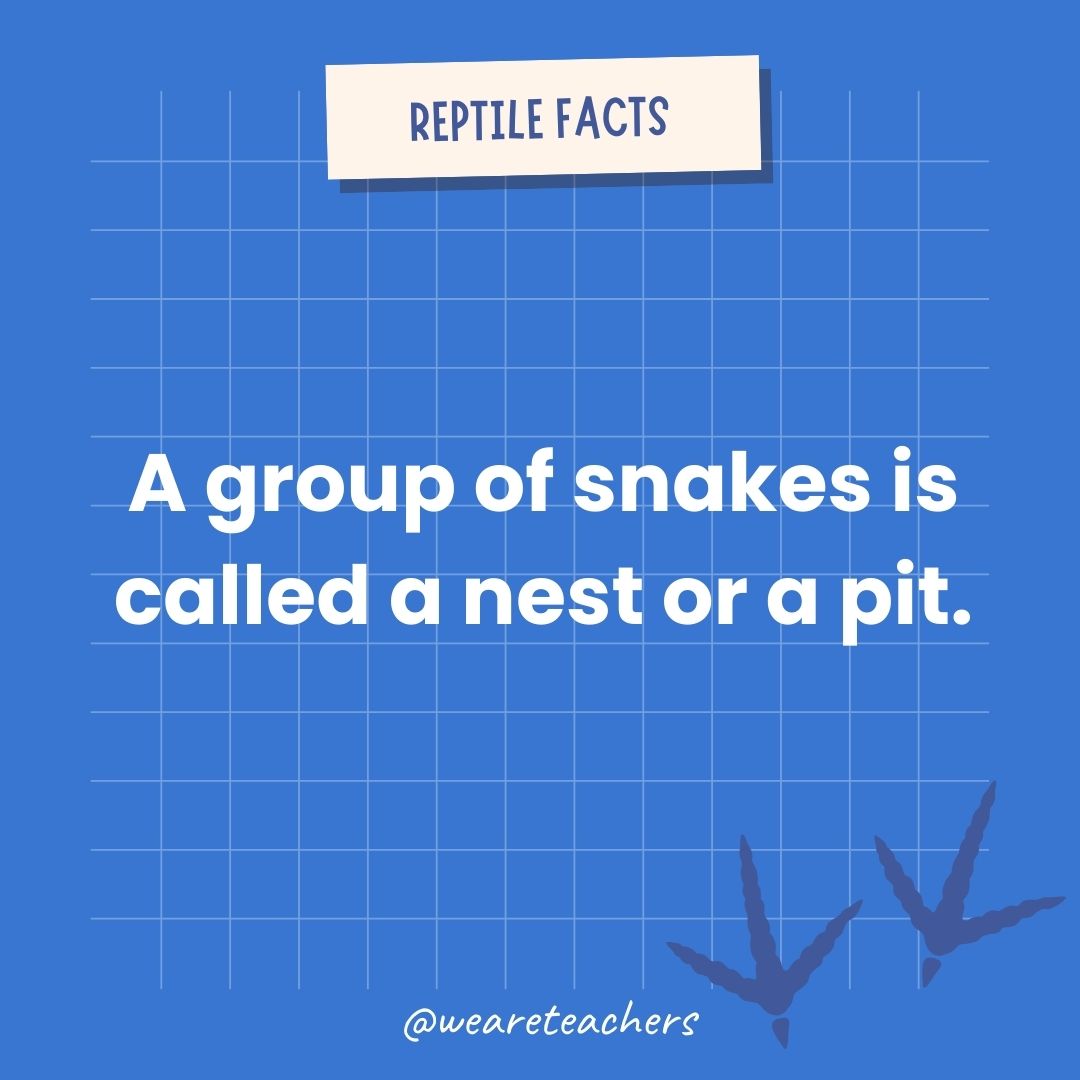 A group of snakes is called a nest or a pit.