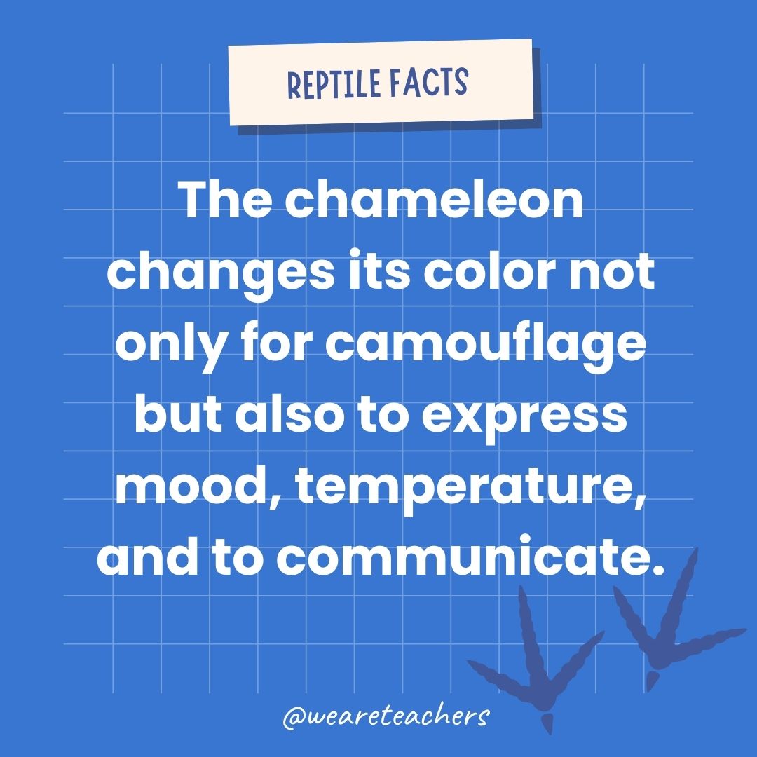 The chameleon changes its color not only for camouflage but also to express mood, temperature, and to communicate.