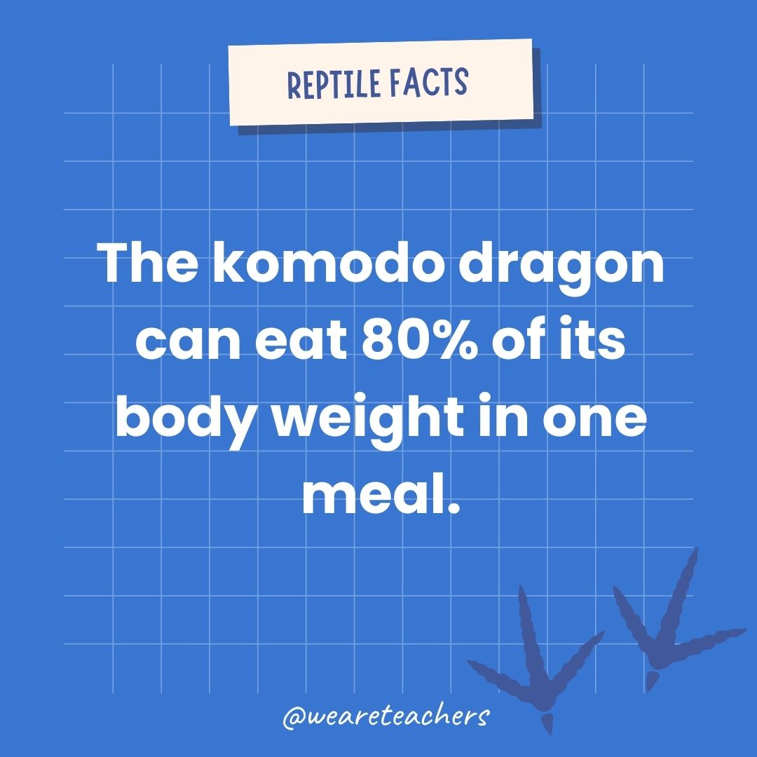 The komodo dragon can eat 80% of its body weight in one meal.- animal facts