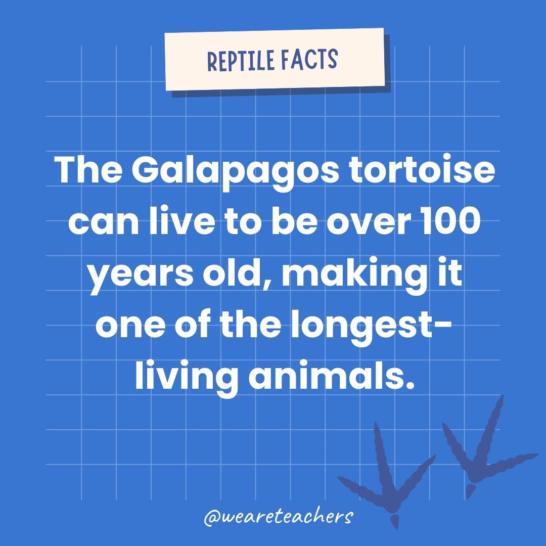 The Galápagos tortoise can live to be over 100 years old, making it one of the longest-living animals.