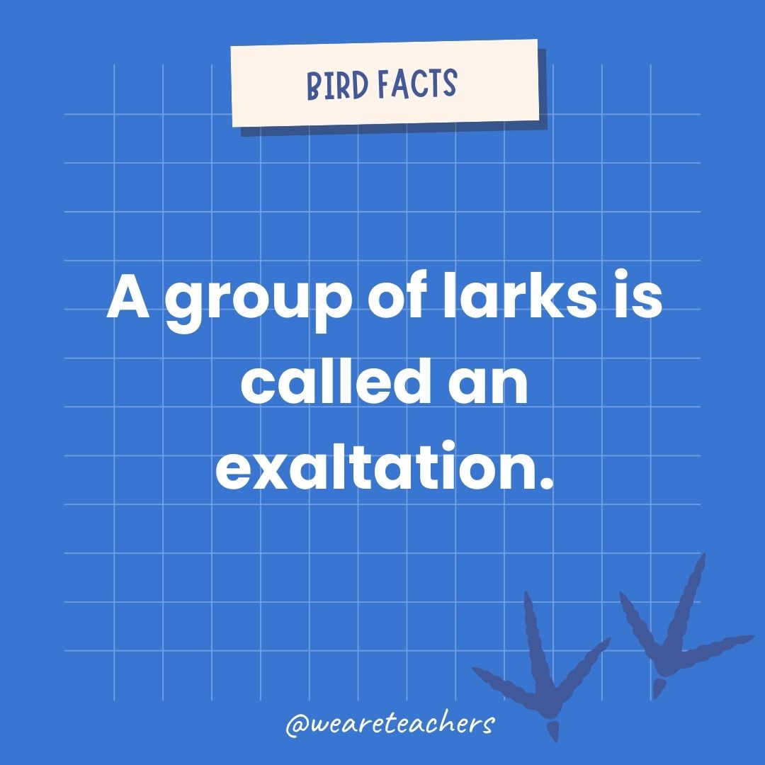 A group of swans is called a bevy or a regatta.