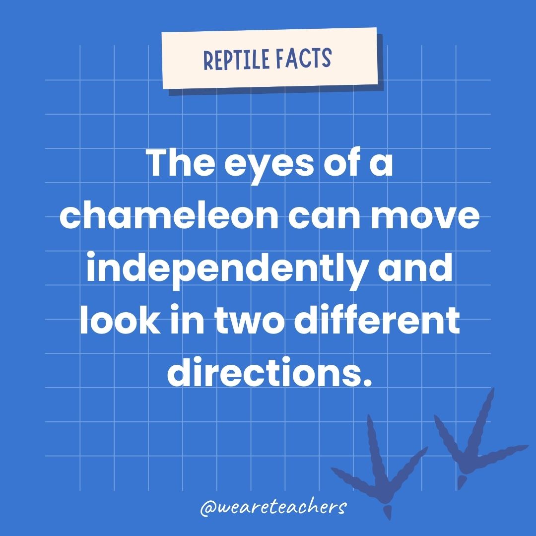 The eyes of a chameleon can move independently and look in two different directions at the same time.