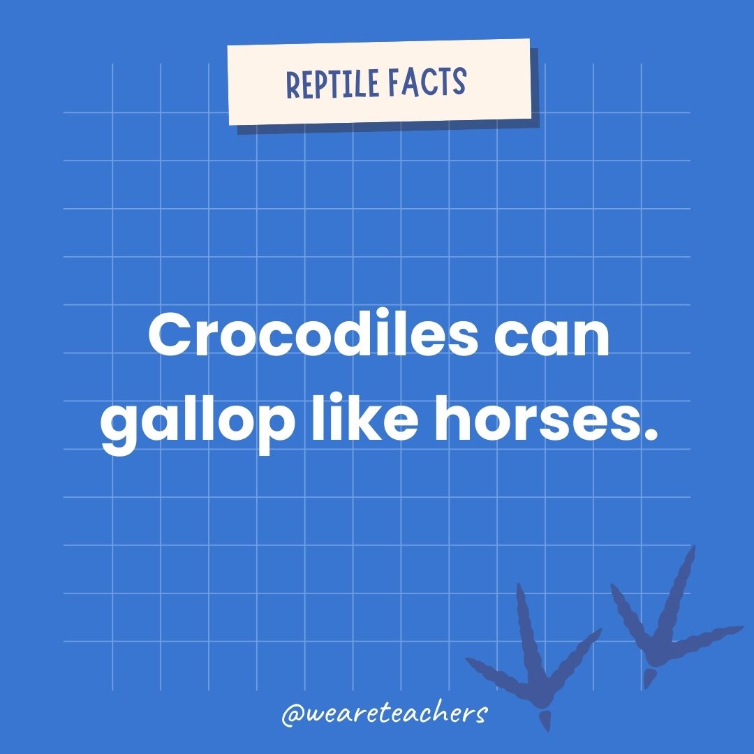 Crocodiles can gallop like horses. 