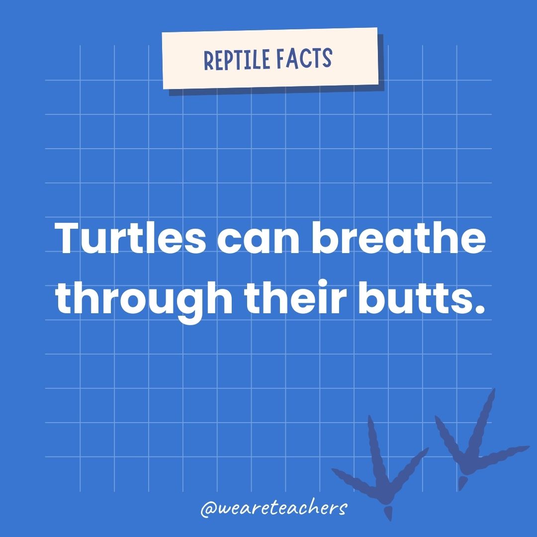 Turtles can breathe through their butts.