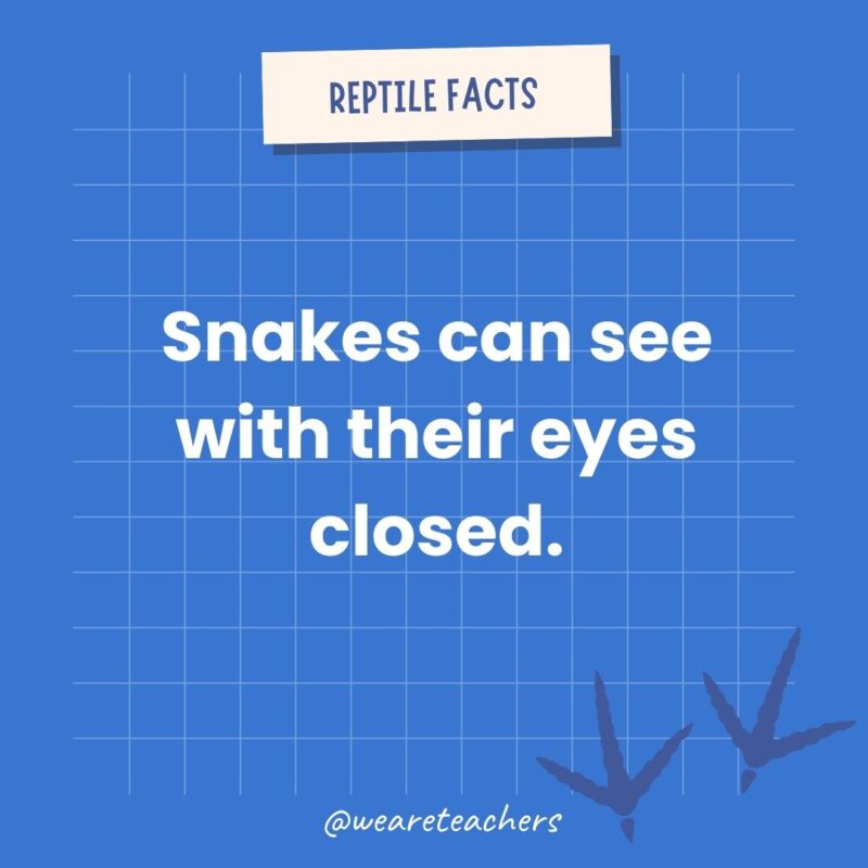 Snakes can see with their eyes closed an example of animal facts.