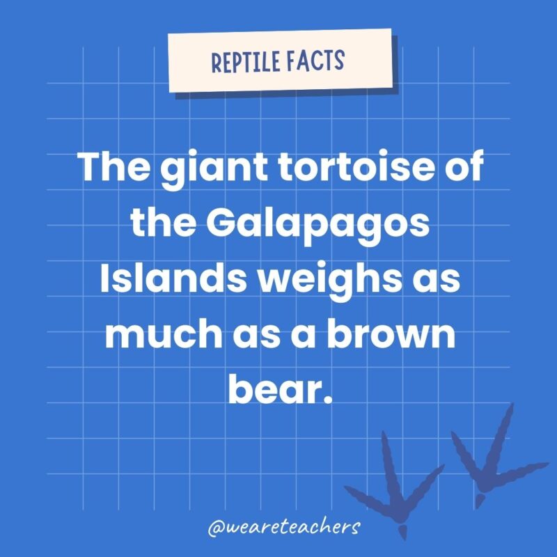 The giant tortoise of the Galapagos Islands weighs as much as a brown bear an example of animal facts.