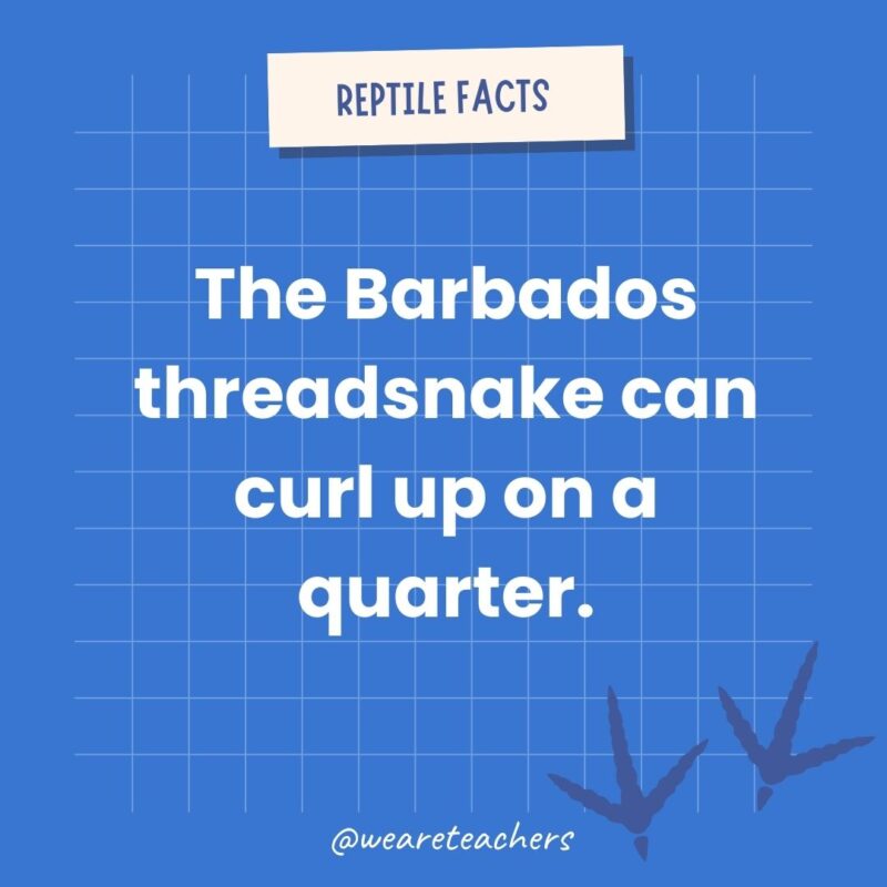 The Barbados threadsnake can curl up on a quarter.