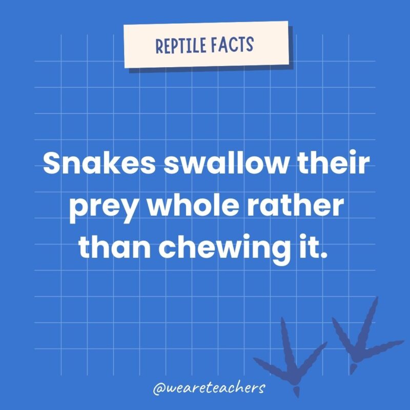 Snakes swallow their prey whole rather than chewing it. 